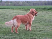AKC LESLIE, a male Golden Retriever for sale in Greenwood, WI – 7 of 8