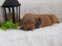AKC LANCE, a female Golden Retriever for sale in Greenwood, WI – 3 of 6
