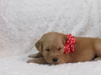 AKC LIAM, a female Golden Retriever for sale in Greenwood, WI – 2 of 5