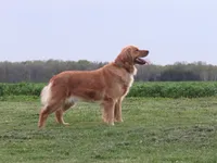 Livia, a female Golden Retriever for sale in Greenwood, WI – 3 of 4