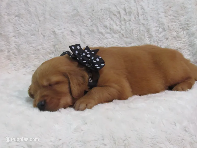 AKC LANCE – Golden Retriever puppy for sale in Greenwood, WI