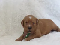 AKC  LOYAL , a male Golden Retriever for sale in Greenwood, WI – 6 of 8