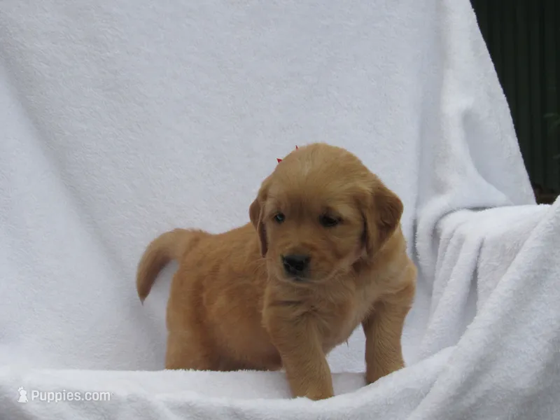 AKC LYLE – Golden Retriever puppy on hold in Greenwood, WI