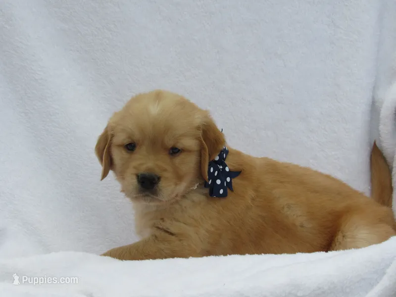 AKC LYLE – Golden Retriever puppy for sale in Greenwood, WI