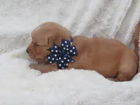 AKC LYLE, a male Golden Retriever for sale in Greenwood, WI – 5 of 7