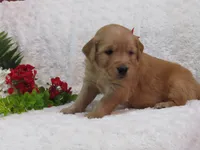 AKC LIAM, a female Golden Retriever for sale in Greenwood, WI – 4 of 5