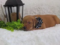 AKC LANCE, a female Golden Retriever for sale in Greenwood, WI – 2 of 6