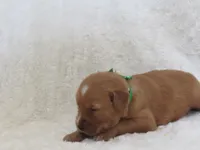 AKC  LOYAL , a male Golden Retriever for sale in Greenwood, WI – 3 of 8