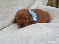 AKC LESLIE, a male Golden Retriever for sale in Greenwood, WI – 4 of 8