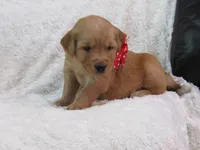 AKC LIAM, a female Golden Retriever for sale in Greenwood, WI – 3 of 5