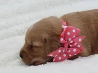 AKC LIVIA, a female Golden Retriever for sale in Greenwood, WI – 4 of 8