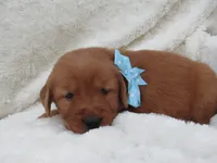 AKC LESLIE, a male Golden Retriever for sale in Greenwood, WI – 5 of 8