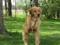 AKC LUCKY, a female Golden Retriever for sale in Greenwood, WI – 5 of 6