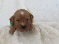 AKC  LOYAL , a male Golden Retriever for sale in Greenwood, WI – 4 of 8