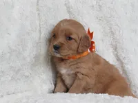 HANNAH, a female Golden Retriever for sale in Greenwood, WI – Photo 1 of 5