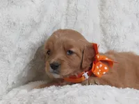 HANNAH, a female Golden Retriever for sale in Greenwood, WI – Photo 3 of 5