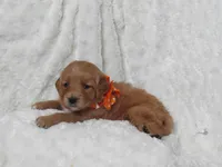 HANNAH, a female Golden Retriever for sale in Greenwood, WI – Photo 2 of 5