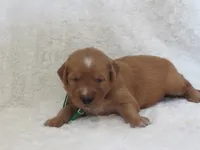 AKC  LOYAL , a male Golden Retriever for sale in Greenwood, WI – 5 of 8