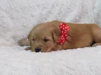 AKC LIAM, a female Golden Retriever for sale in Greenwood, WI – 1 of 5