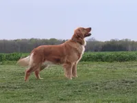AKC LYLE, a male Golden Retriever for sale in Greenwood, WI – 6 of 7