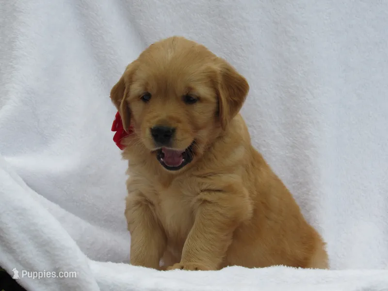 AKC LIAM – Golden Retriever puppy for sale in Greenwood, WI