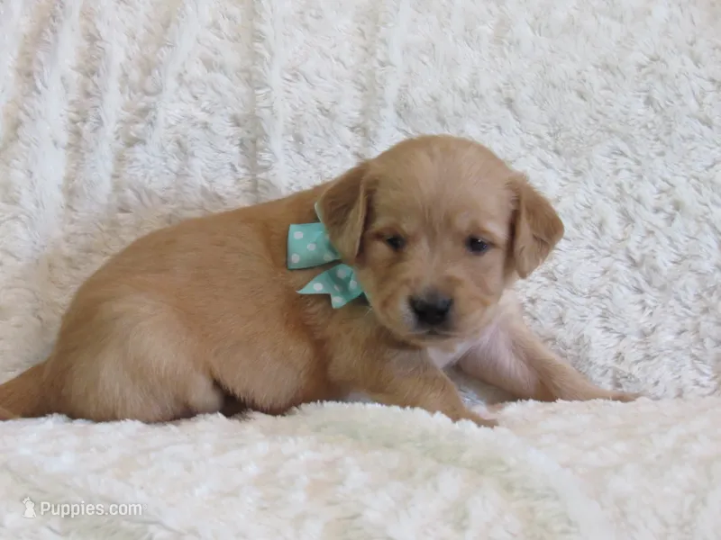 AKC LONNIE – Golden Retriever puppy for sale in Greenwood, WI
