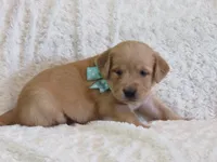 AKC LONNIE, a female Golden Retriever for sale in Greenwood, WI – 1 of 6