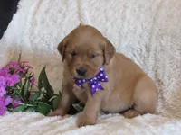 AKC LAYLA, a female Golden Retriever for sale in Greenwood, WI – 5 of 7