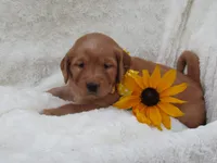 AKC LUCKY, a female Golden Retriever for sale in Greenwood, WI – 2 of 6