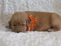 AKC LACEY, a female Golden Retriever for sale in Greenwood, WI – 1 of 6