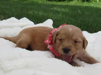 AKC LIVIA, a female Golden Retriever for sale in Greenwood, WI – 3 of 8