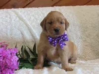 AKC LAYLA, a female Golden Retriever for sale in Greenwood, WI – 2 of 7