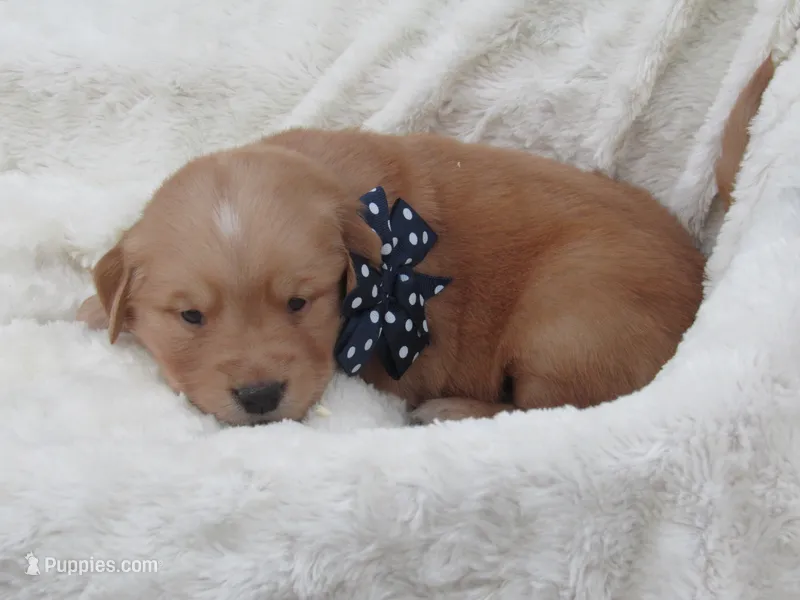 AKC LYLE – Golden Retriever puppy for sale in Greenwood, WI
