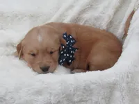 AKC LYLE, a male Golden Retriever for sale in Greenwood, WI – 1 of 7