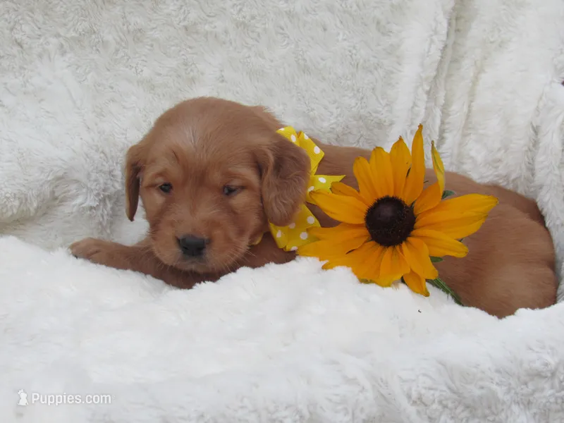 AKC LUCKY – Golden Retriever puppy for sale in Greenwood, WI