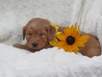 AKC LUCKY, a female Golden Retriever for sale in Greenwood, WI – 1 of 6