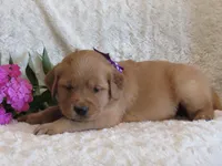 AKC LAYLA, a female Golden Retriever for sale in Greenwood, WI – 3 of 7