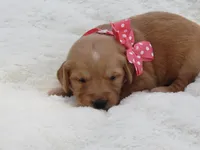AKC LIVIA, a female Golden Retriever for sale in Greenwood, WI – 5 of 8