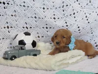 HERO, a male Golden Retriever for sale in Greenwood, WI – Photo 1 of 8