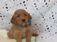 HERO, a male Golden Retriever for sale in Greenwood, WI – Photo 5 of 8