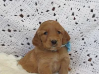 HERO, a male Golden Retriever for sale in Greenwood, WI – Photo 4 of 8