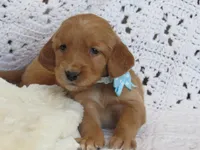 HERO, a male Golden Retriever for sale in Greenwood, WI – Photo 3 of 8