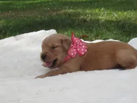 AKC LIVIA, a female Golden Retriever for sale in Greenwood, WI – 6 of 8
