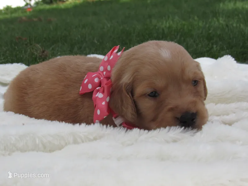 Livia – Golden Retriever puppy for sale in Greenwood, WI
