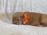 AKC LACEY, a female Golden Retriever for sale in Greenwood, WI – 4 of 6