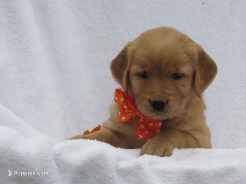 AKC LACEY – Golden Retriever puppy for sale in Greenwood, WI