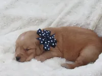 AKC LYLE, a male Golden Retriever for sale in Greenwood, WI – 4 of 7