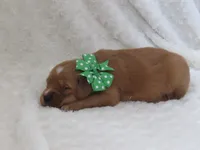 AKC  LOYAL , a male Golden Retriever for sale in Greenwood, WI – 2 of 8
