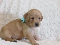 AKC LONNIE, a female Golden Retriever for sale in Greenwood, WI – 4 of 6