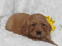 HOPE, a female Golden Retriever for sale in Greenwood, WI – Photo 2 of 5